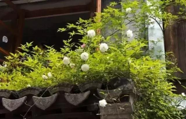 這樣的院子，只有中國人駕馭得了它！